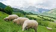 L'agneau de lait des Pyrénées, roi de la période pascale
